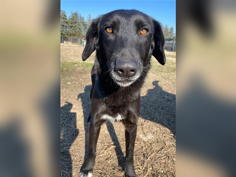 Africa, geb. ca. 01/2019, lebt in GRIECHENLAND, im städt. Tierheim Serres