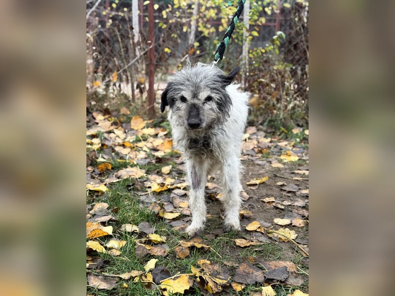 Vileda - dringend Gnadenplatz gesucht!!