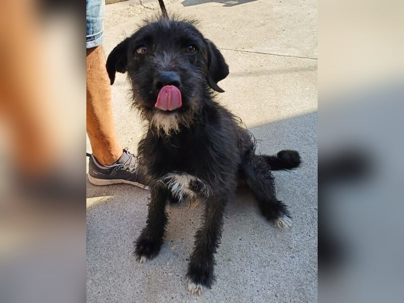 Leopold, fröhlicher, toller Hundemann