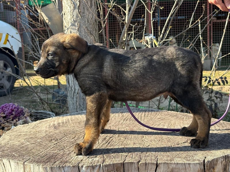 Valentino sucht sein Glück