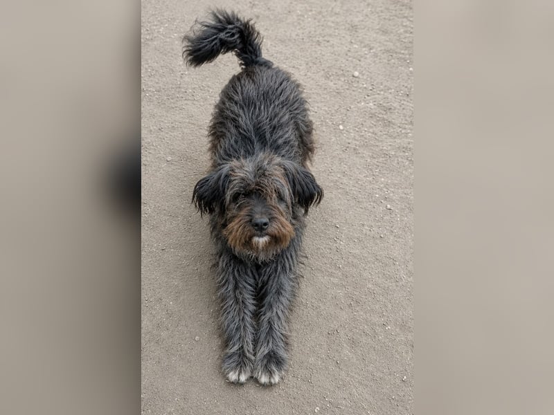 SPARTACUS, wunderbarer Wuschel, Rüde, 9 Monate, 46 cm, Mischling, Tierschutz Rumänien