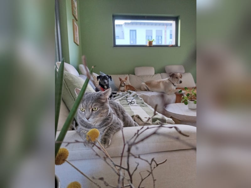 Aktive Pflegehündin Pina wartet in 52385 Nideggen auf ihr Happy End!