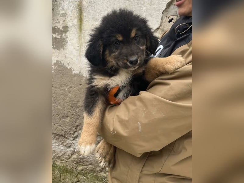 SALVA, kleine Entdeckerin, 3 Monate, 28 cm, Mischlingsmädchen, Tierschutz Rumänien