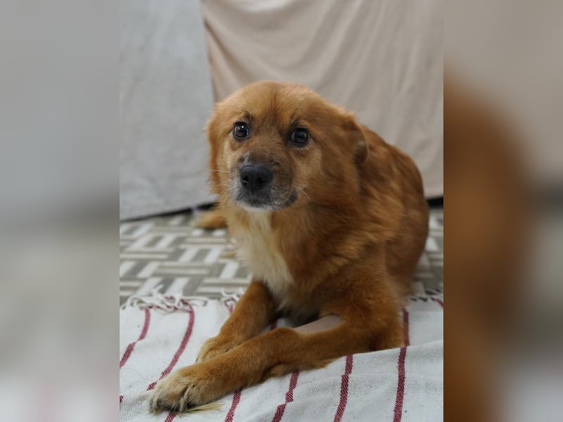 USARA, gelassene Hündin, 4 Jahre, ca. 48 cm, Mischling, Tierschutz Rumänien