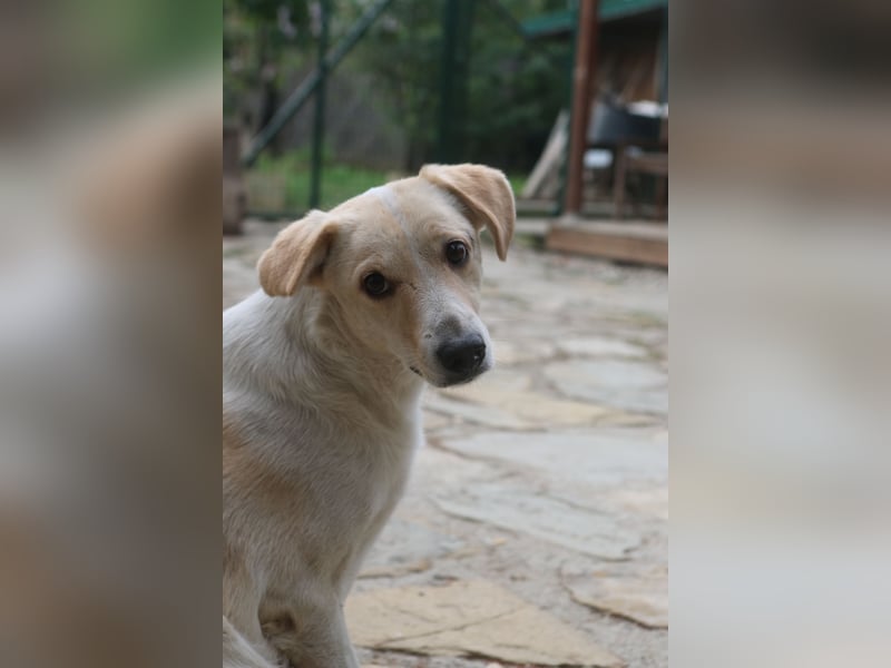 *Notfell* CAPPI, Rüde, 8 Jahre, 47 cm, Mischling, Tierschutz