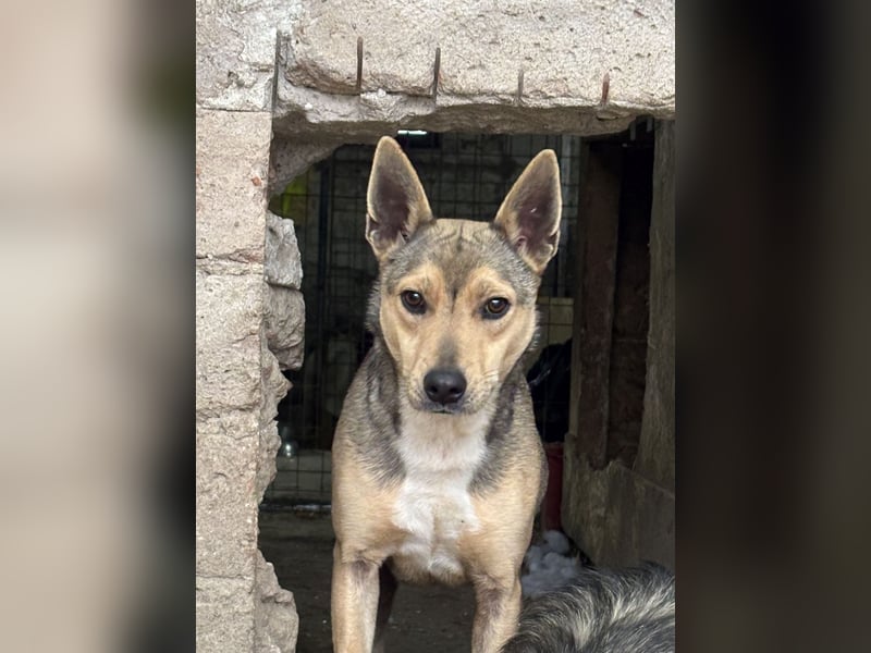 ⭐️ORFI⭐️, reizender Hundejunge, 2 Jahre, 42 cm, Mischling, Tierschutz Rumänien