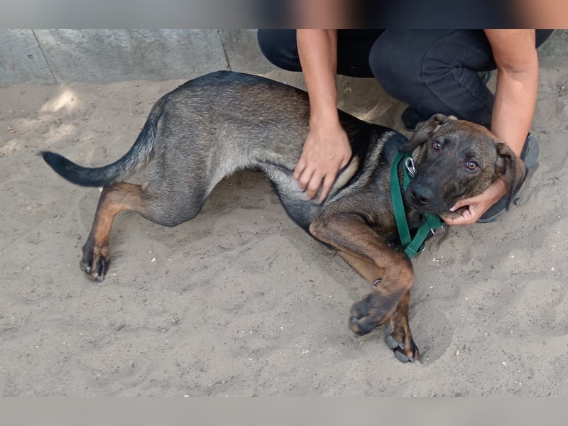 Valentino sucht sein Glück