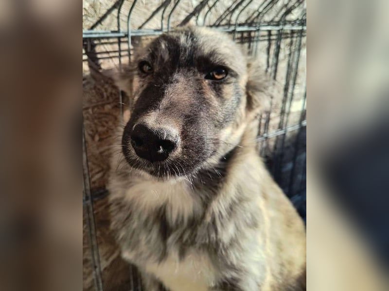 ⭐️HOPPI⭐️, fröhlicher Welpenmann, 8 Monate, 40 cm, Mischling, Tierschutz