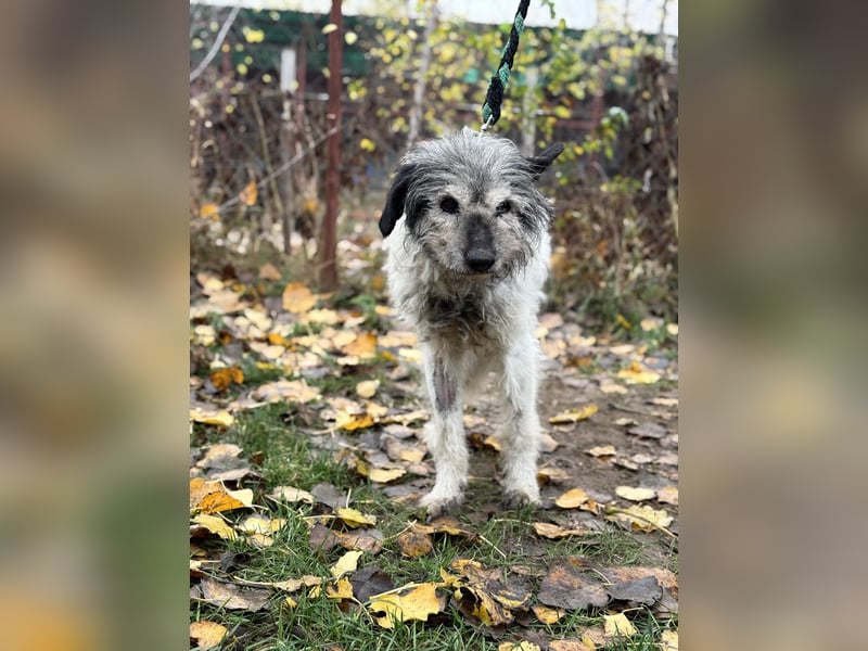 Vileda - dringend Gnadenplatz gesucht!!