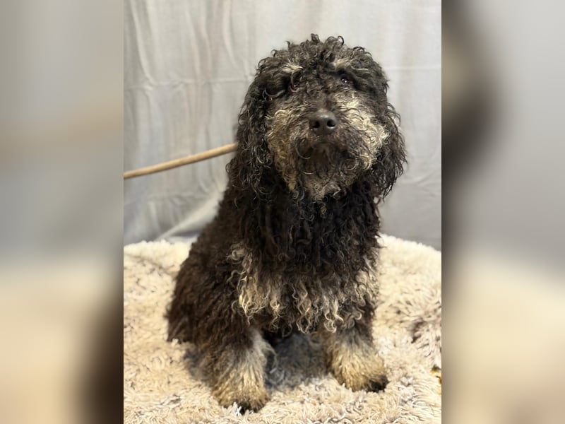 Samu sucht ein liebevolles Zuhause