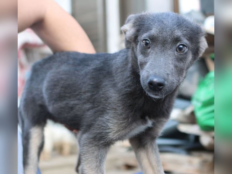 GREY, schöne Hundeseele, 4,5 Jahre, 50 cm, Mischling, Tierschutz Rumänien