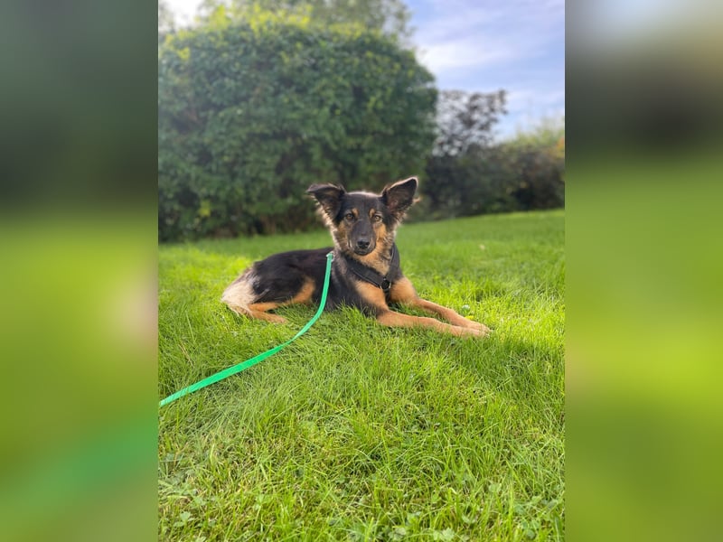 BRYNJA, sensible Angsthündin, 4 Jahre, 42 cm, Mischling, 48301 Nottuln, Tierschutz