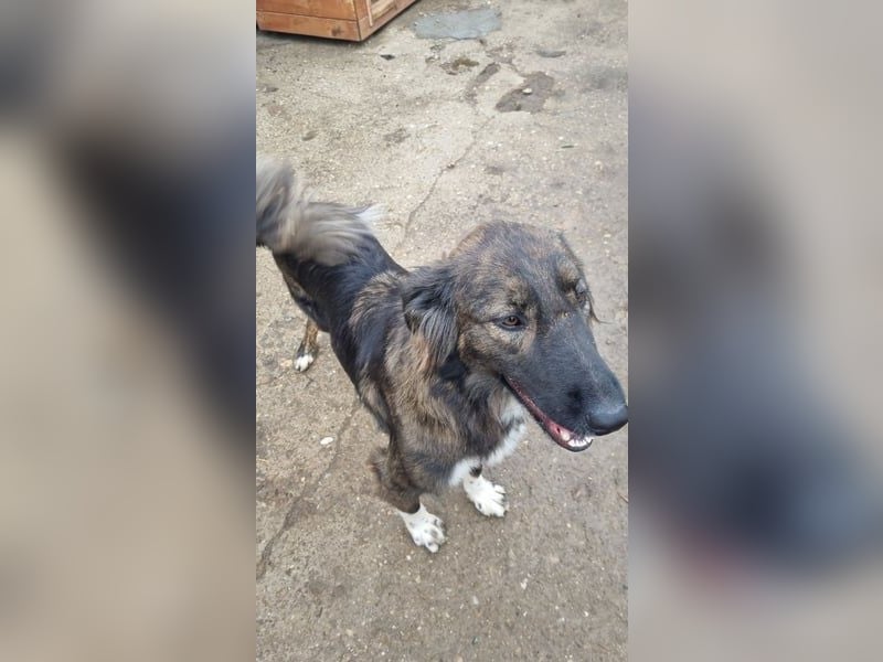 ⭐️THEO⭐️, freundlicher Rüde, 2 Jahre, 45 cm, Mischling, Tierschutz