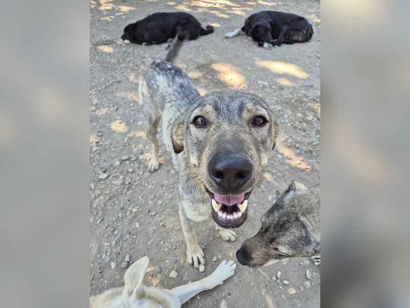 Traumrüde 080944 sucht sein eigenes Zuhause