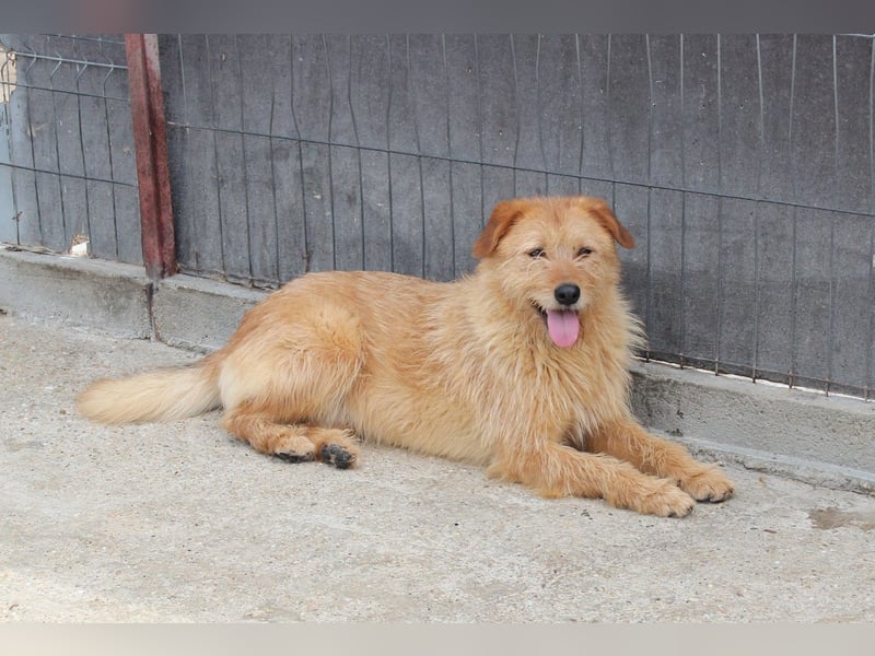 Junghund Balu