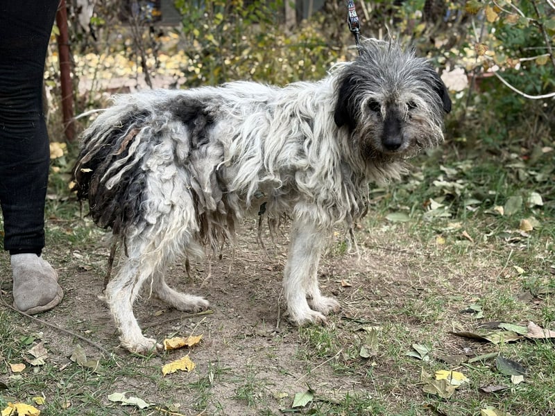 Vileda - dringend Gnadenplatz gesucht!!