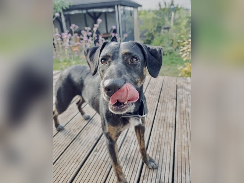 Aktive Pflegehündin Pina wartet in 52385 Nideggen auf ihr Happy End!