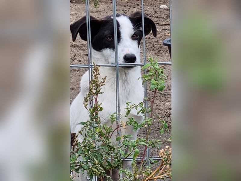⭐️SNOW⭐️, Herzensbrecher, Rüde, 1 Jahr, 46cm, Mischling, Tierschutz