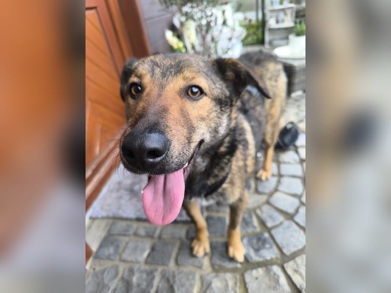 XORO, Goldstück, 1,5 Jahre, 50 cm, Mischling, Pflegestelle Hennef, Tierschutz Rumänien