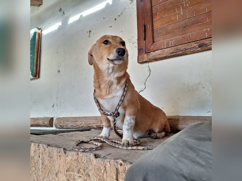 Hier kommt Junghündin Emma
