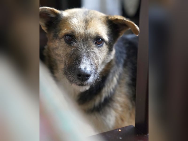 ⭐️OLIVIA⭐️, entspannte Hündin, 2 Jahre, 50 cm, Mischling, Tierschutz Rumänien