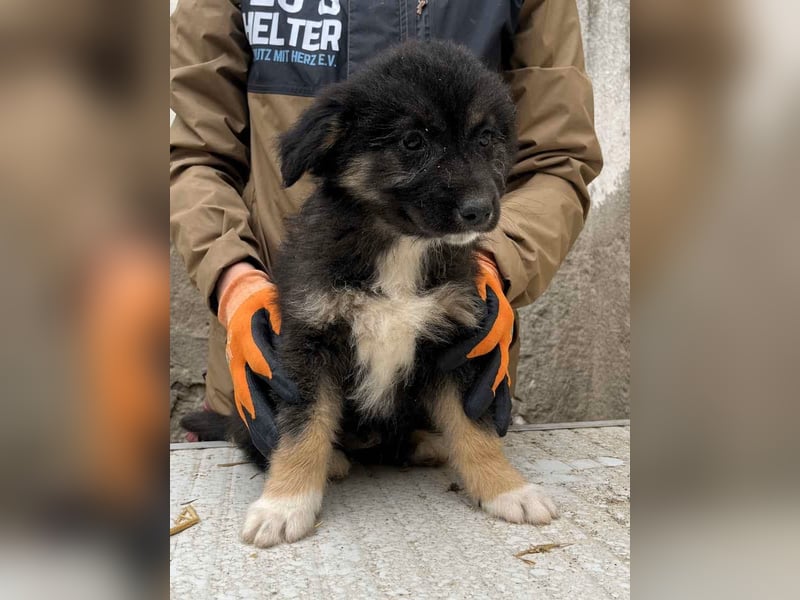 STELUTA, süßes Leckermäulchen, 3 Monate, 27 cm, Mischlingsmädchen, Tierschutz Rumänien