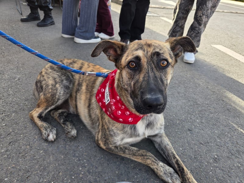 Tasha mag Kinder, ist aber kein Hund für Couchpotatoes- sie möchte Rumänien schnell verlassen
