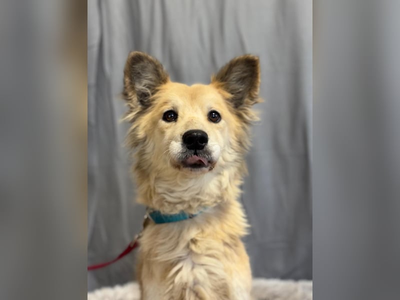 wunderschöne Levendula wartet auf Dich