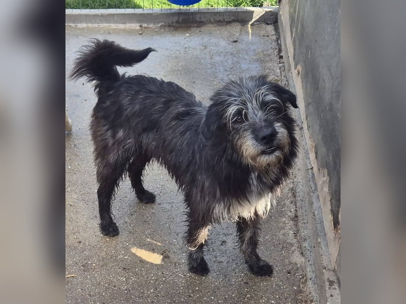 Hündin 080918 stellt sich vor