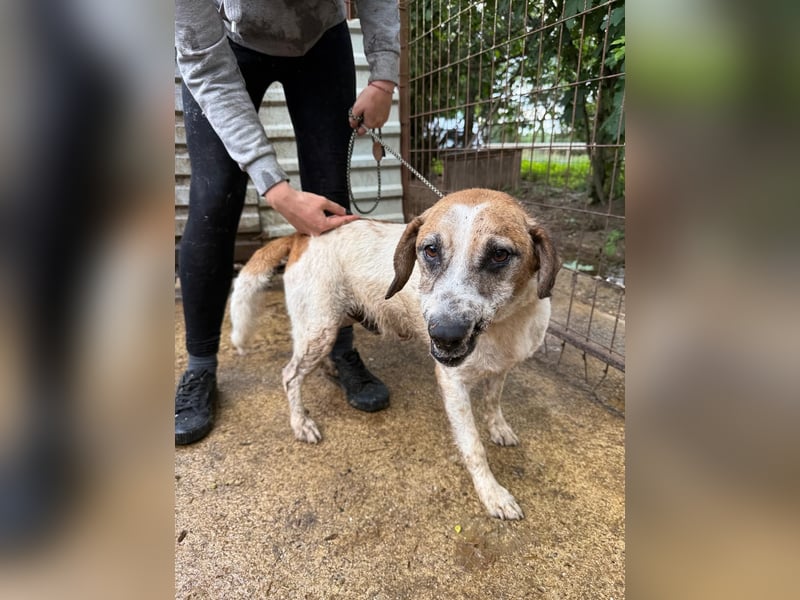 Bounty sucht ein zu Hause