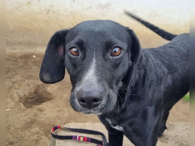 Steffi - eine tolle Hündin sucht warmes Zuhause!