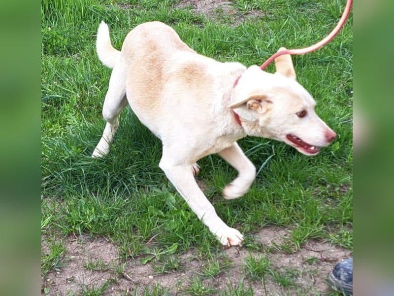 Rüde Jasper, ein Bub in den besten Jahren , möchte Rumänien verlassen