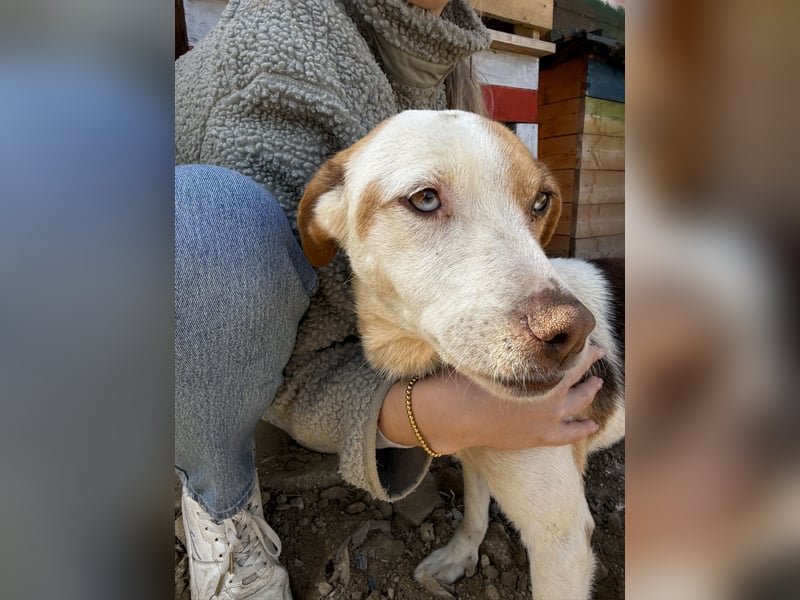 Picúr sucht ein Herz, das sie liebt