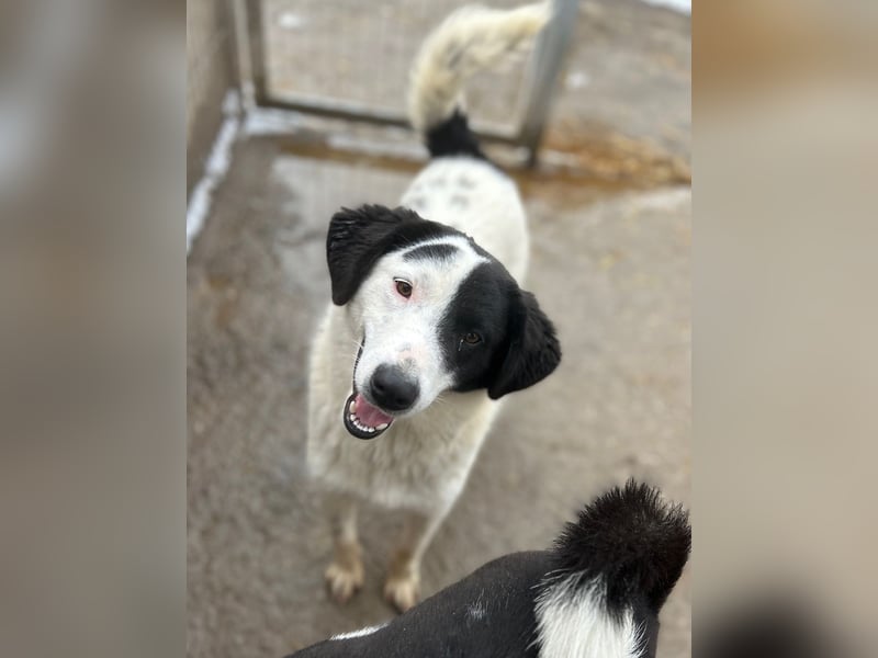 ⭐️SNOOPY⭐️, Spaßvogel und Spielkamerad, Rüde, 1 Jahr, 46cm, Mischling, Tierschutz