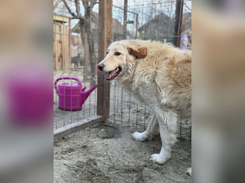 ⭐️CEDRIC⭐️, Goldschatz, Rüde, 3,5 Jahre, 50 cm, Mischling, Tierschutz Rumänien