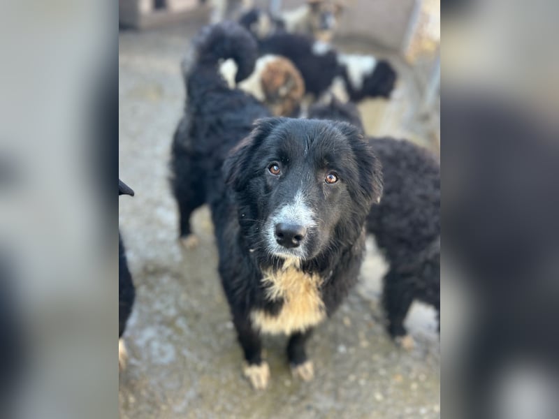 ⭐️GOYA⭐️, Hündin, 7 Monate, 47 cm, Mischling, Tierschutz