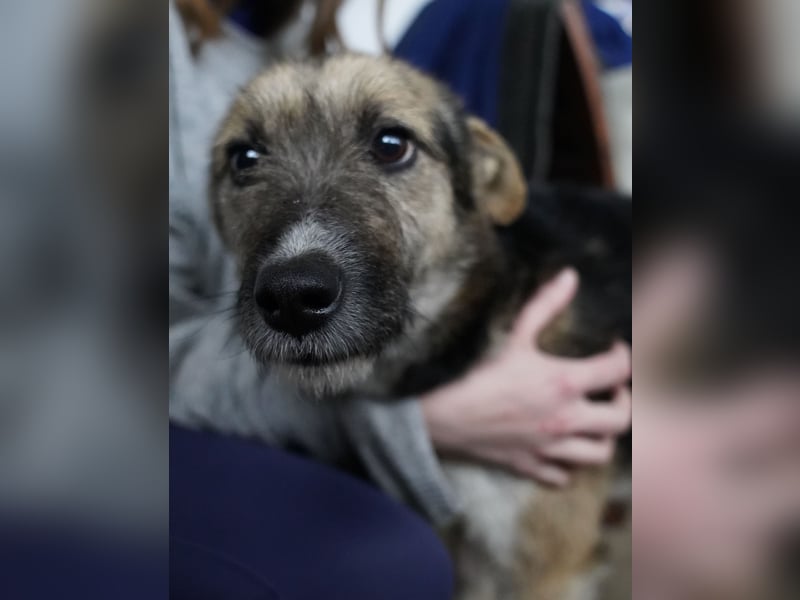 ⭐️OLIVIA⭐️, entspannte Hündin, 2 Jahre, 50 cm, Mischling, Tierschutz Rumänien