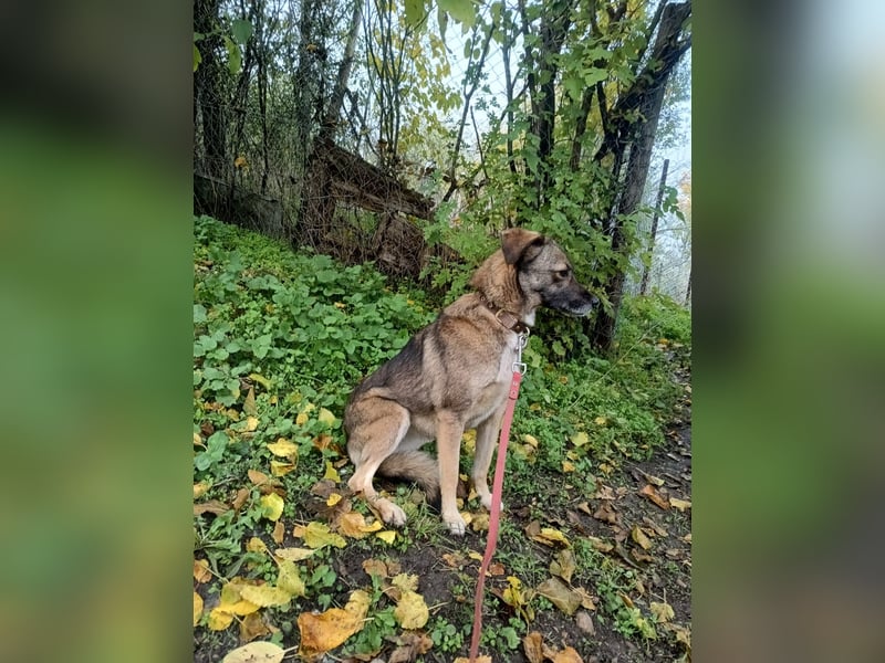 Kara Tierschutzhund sucht ein Zuhause
