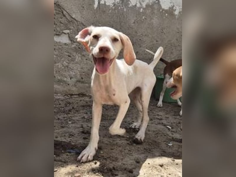 ⭐️KETURA⭐️, gut gelaunte Hündin, 8 Monate, im Wachstum, Mischling, Tierschutz