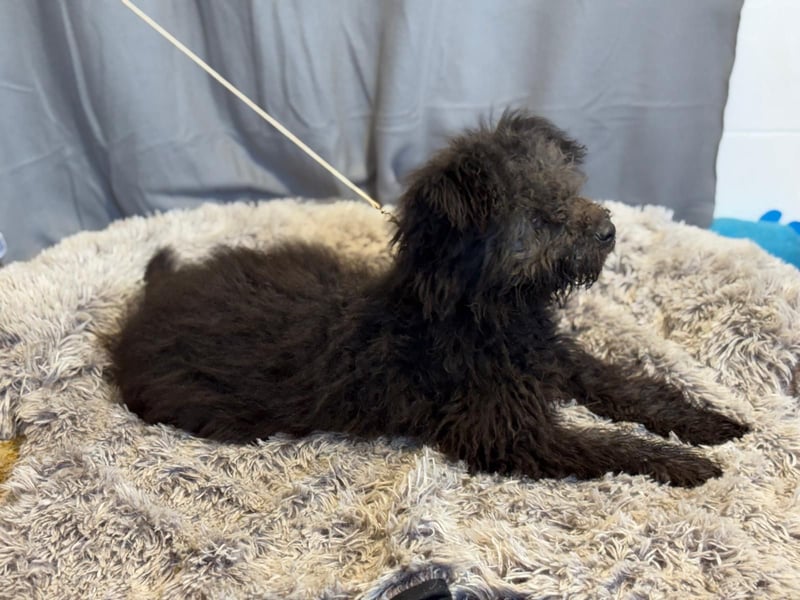 Palko sucht einen Schutzengel