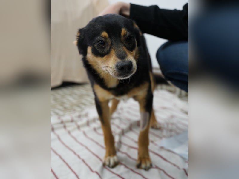 ⭐️NUTELLA⭐️ kuschelige Hündin, 2 Jahre, ca. 45 cm, Mischling, Tierschutz Rumänien