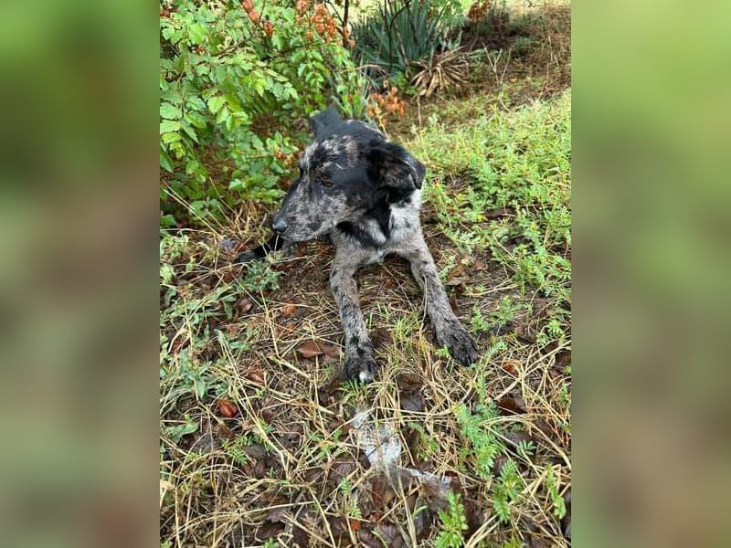 Zecco sucht einen warmen Platz