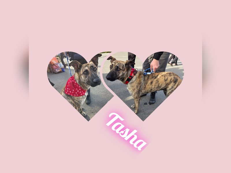 Tasha mag Kinder, ist aber kein Hund für Couchpotatoes- sie möchte Rumänien schnell verlassen