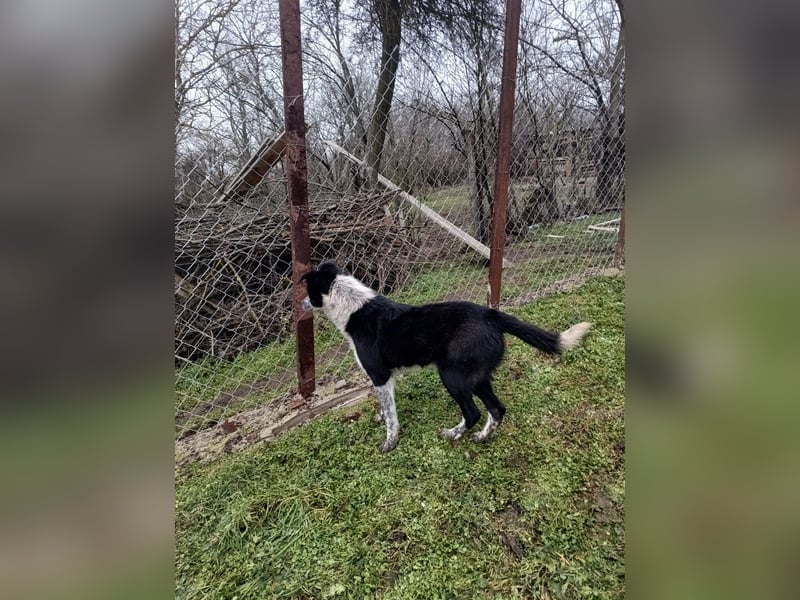 Zoro Tierschutzhund sucht ein Zuhause