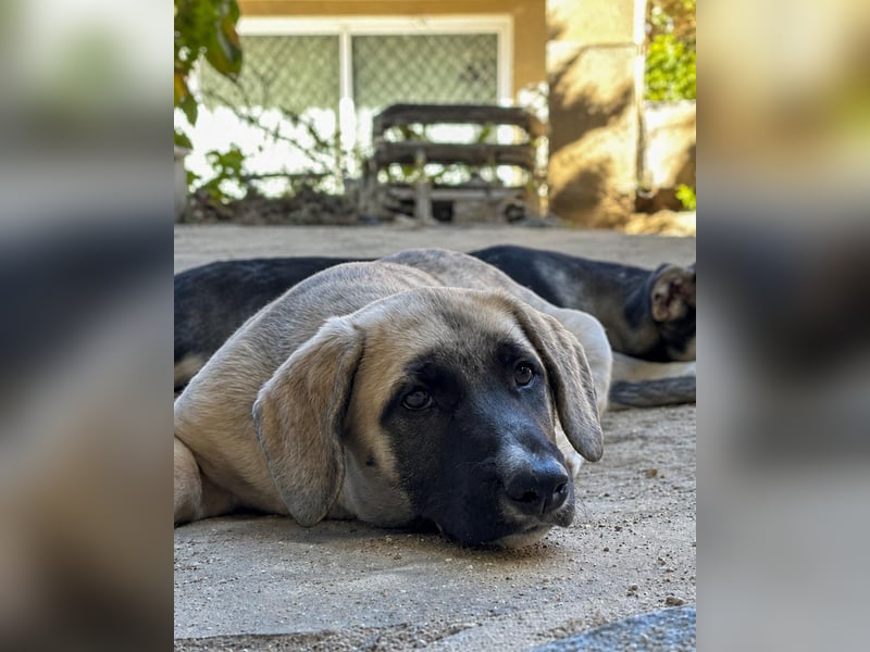 Birdie aus unserem Vogel Wurf wartet in Portugal auf dich!