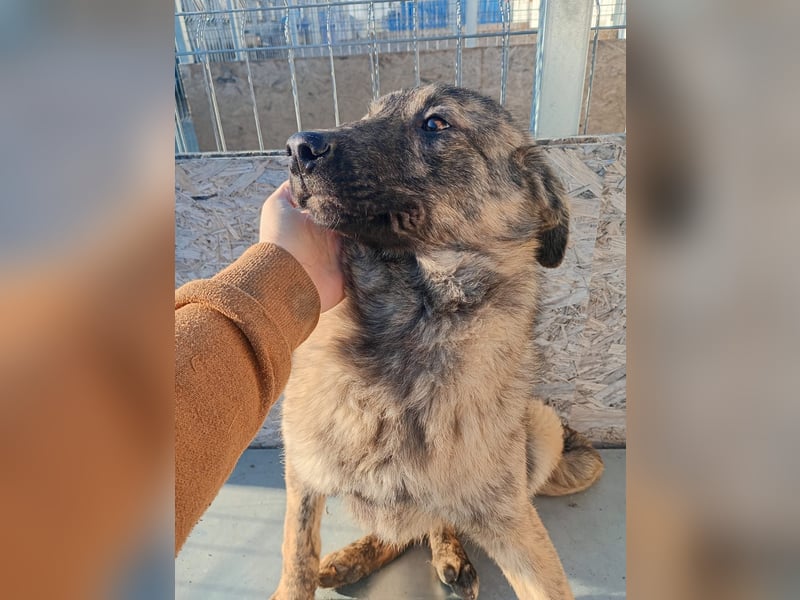 ⭐️Helen⭐️, lustige Hündin, 7 Monate, 40 cm, Mischling, Tierschutz