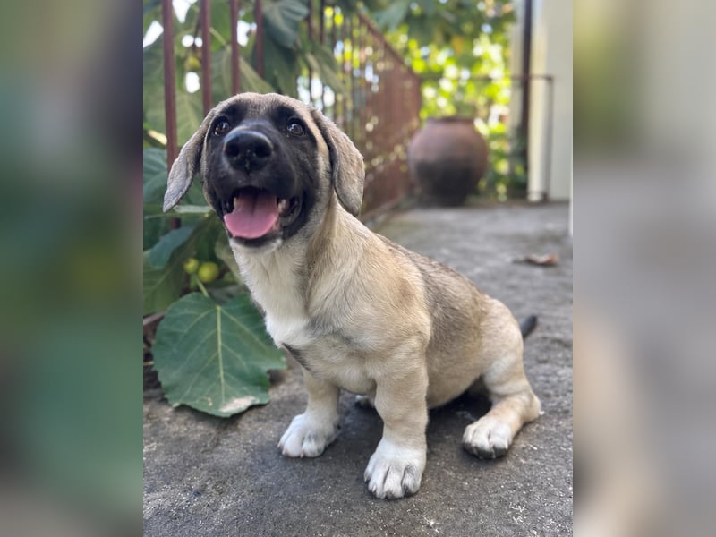 Birdie aus unserem Vogel Wurf wartet in Portugal auf dich!