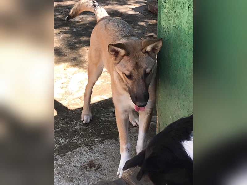 APOLLO wartet im Tierheim auf sein zuhause