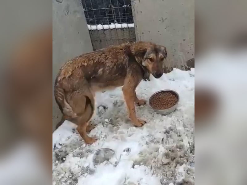 ⭐️MURMEL⭐️, Rüde, 1 Jahr, 50 cm, Mischling, Tierschutz