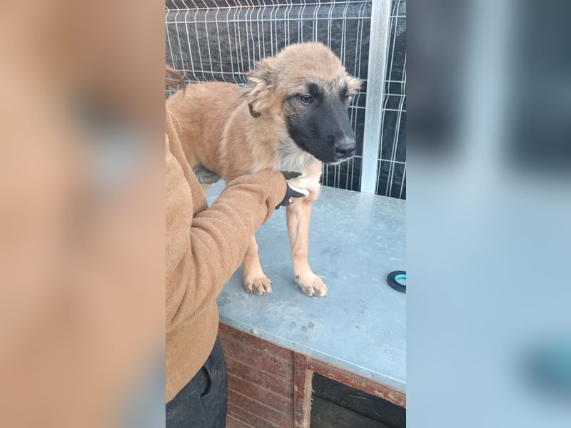 ⭐️TUTU⭐️, Malinois-Mix, Hündin, 8 Monate, ca. 53 cm, Mischling, Tierschutz
